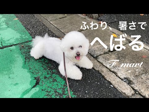 ふわり、暑さでへばる　-ビションフリーゼ犬-