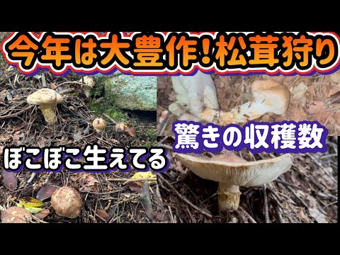 【楽しいマツタケ狩り〜大きさも数も大満足】きのこ狩りで松茸大量収穫