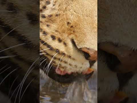 Leopard drinking in slow motion very close #leopard #wildlife #slowmotion #botswana