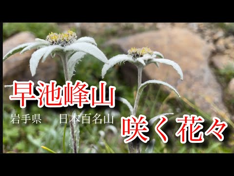 【季節の山野草】7月　岩手県　早池峰山に咲く花々　固有種が咲く蛇紋岩地帯