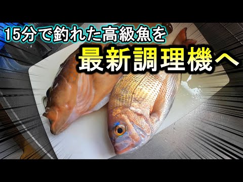 実釣15分でもカヤックなら簡単に高級魚が釣れます【ノンフライヤー】