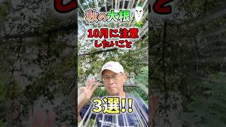 家庭菜園や農園の大根栽培で10月の注意したいこと3選！害虫対策の秘訣と大根の育て方！【農家直伝】#shorts