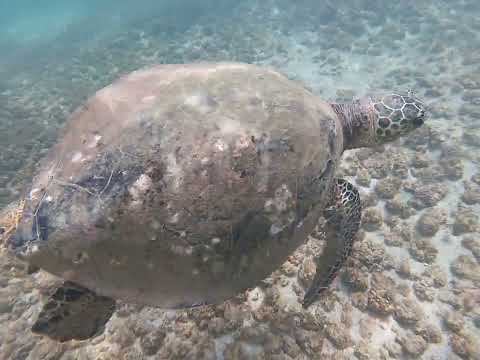 Partie 4 rencontre avec les tortues du pacifique