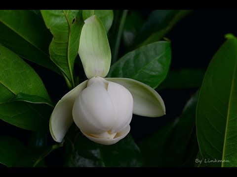 夜合的花開縮時攝影