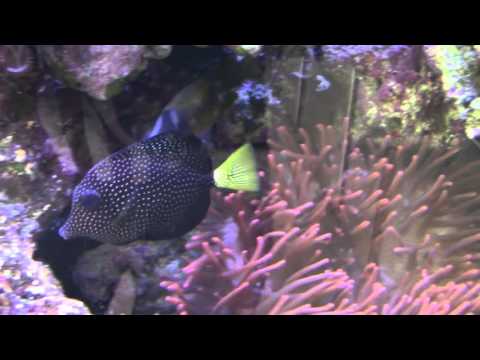 Masked Angelfish and Gem Tang at Stone Aquatics