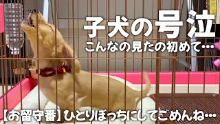 子犬のお留守番【隠し撮り】飼い主の知らない所で大号泣してました。