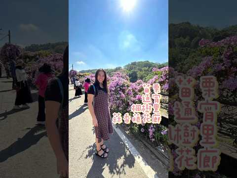 🌸竹南 苗栗｜呱呱水餃麵食｜苗翔牧場｜柿之鄉｜蒜香藤花廊 20231104