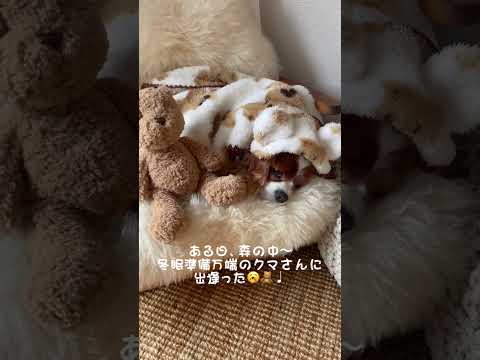 🐶👩🏻‍🦰ある日〜♩森の中♩.....みんなも温かくして過ごしてね🐾🍵