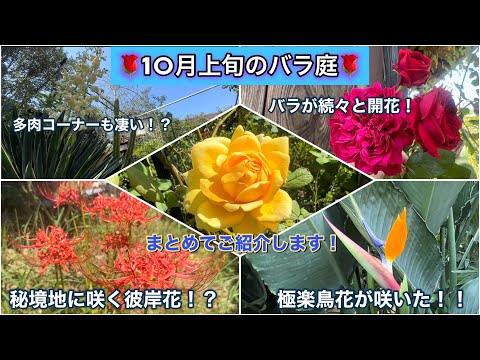 10月上旬の【バラ庭】続々と開花！バナナや彼岸花、極楽鳥花など、庭の沢山の植物をご紹介🌹