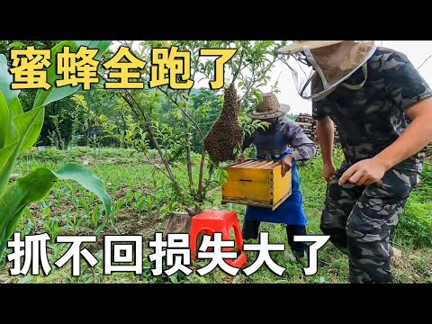 一箱蜜蜂能采300斤椴树蜜，一下子跑了三箱，抓不回来就损失大了【环华行913】