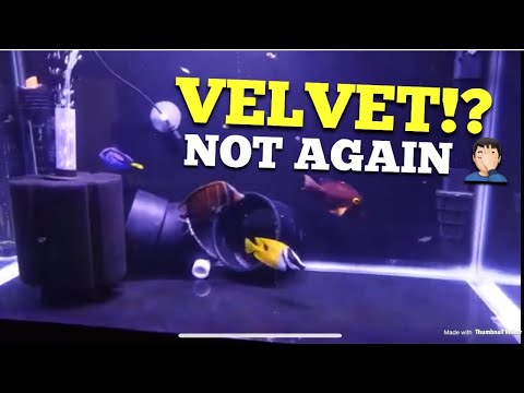 Fish have Velvet!? + cool DIY dip container + mini update