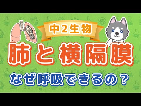 中2理科『肺のつくりと横隔膜』