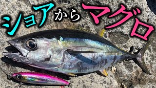 【ロックショア】ショアからマグロだけを狙ってみたら・・・