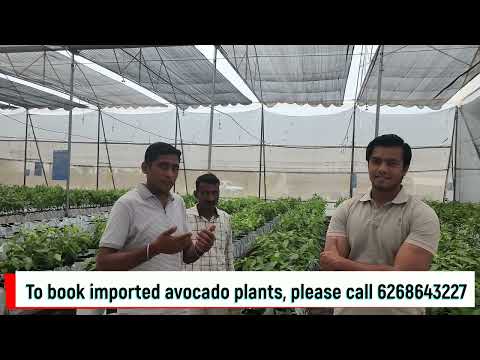 Avocado farming in Uttar Pradesh (Hapur) - 6268643227  Indo Israel Avocado Vlog 128