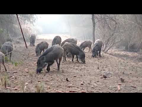 Wild Pigs K.T  Nawab shah.