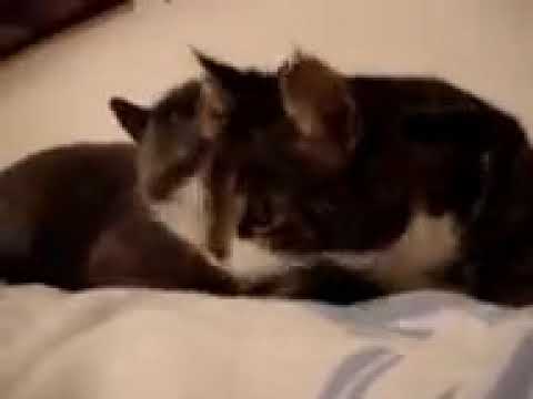 10 minutes of cats cuddling