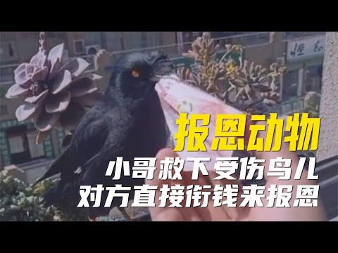 小哥救下受伤鸟儿，结果受到恩人待遇，每天伸手就有钱拿！【超GE娱乐】