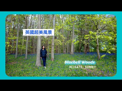 英國生活篇 ： 英國超美風景，帶大家去睇香港無嘅 Bluebells