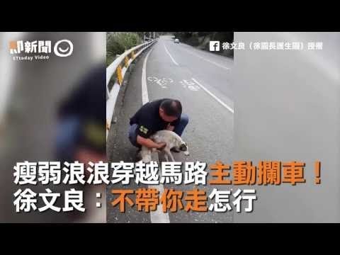 瘦弱浪浪穿越馬路主動攔車！　徐文良：不帶你走怎行 太暖啦！！