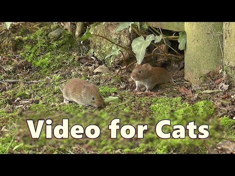 Cat and Mouse TV ~ Videos for Cats to Watch Mice