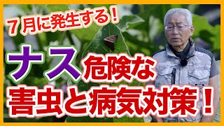 家庭菜園や農園のナス栽培で夏場に発生する病害虫！病害虫撃退の秘訣とナスの育て方！【農家直伝】