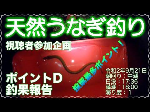 うなぎ釣り (天然うなぎ)　視聴者参加企画 ポイントD釣果報告 ドバミミズ使用