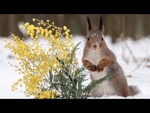 Животные весной. Animals in spring.