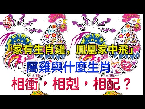 「家有生肖雞，鳳凰家中飛」屬雞與什麼相衝，相剋，相配？