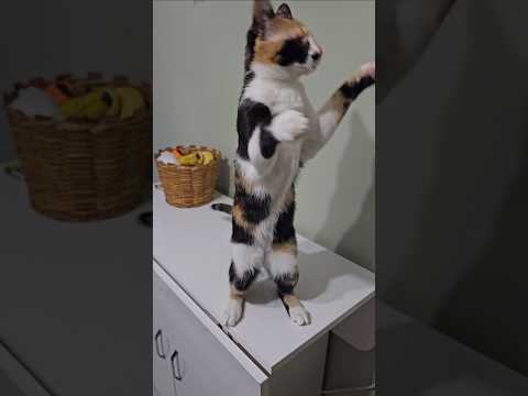 Blind Kitten's Unstoppable Spirit: Playing with Hanging Decorations