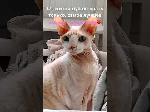 Ты знаешь кому это отправить☺️💗 #shorts #подпишись #ileocat #котики #shortvideo #subscribe