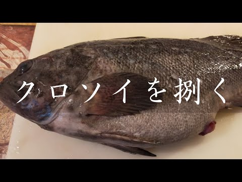 【魚捌き】クロソイをさばく。卵を持っていた