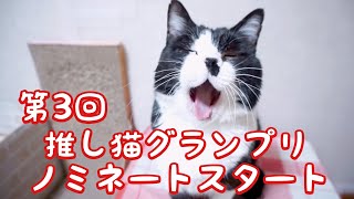 第3回＃推し猫グランプリノミネートスタート！