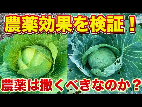 【害虫対策】農薬を撒く・撒かないでどこまで差がついたのか？農薬に対する考え方を説明します！