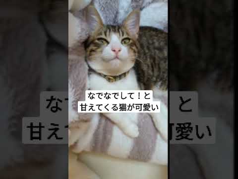 撫でて欲しい子猫の鳴き声が可愛い #shorts