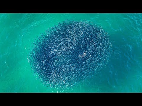 Baitball Being Attacked by Sharks off Ft Lauderdale Beach  - DRONE FOOTAGE