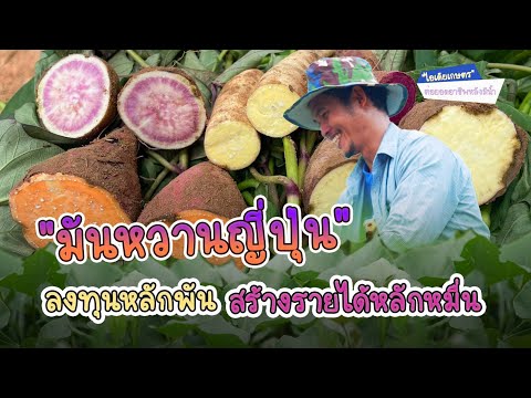 "มันหวานญี่ปุ่น" ลงทุนหลักพัน สร้างรายได้หลักหมื่น