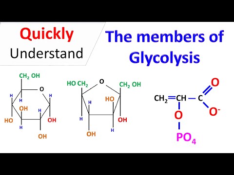 Members of Glycolysis | Chemistry of Glycolysis