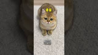 【牛奶是只猫】这下一猫一个小电脑，不用再排队队看猫和老鼠了！