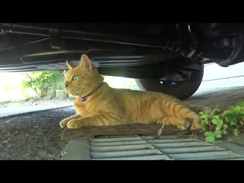 ねこ日記#2281 今日は車の下で涼んでたマチコ☆