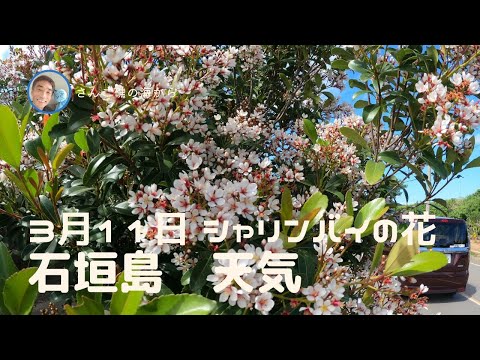 【石垣島天気】3月11日15時ごろ。シャリンバイの花　15秒でわかる今日の石垣島の様子。