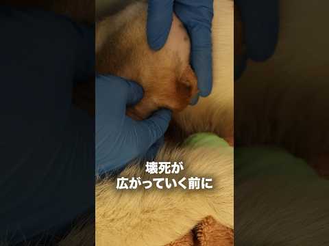 【緊急保護】くくり罠に捕獲された犬の足が...