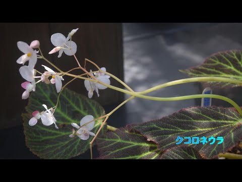 夏のベゴニア展　手柄山温室植物園、