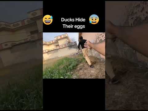 Duck Kay Surprised Eggs Mil Gy 😃 #petsvlog #birds #duckeggs