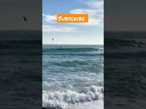 Birds flying in air and beautiful nature with waves / #shorts #birds #narure #sea