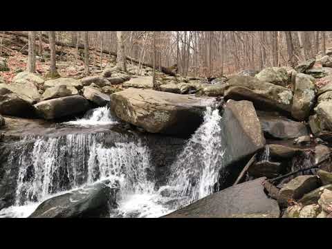 German Shepherd Hiking Off-leash at Black River Ep148 Hiking with Dog in the wilderness - forest