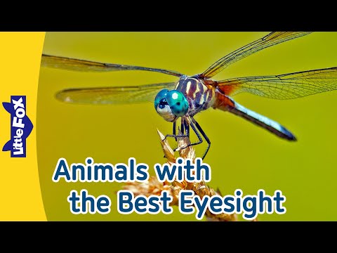 Dragonfly, Great White Shark, Cheetah, Peregrine Falcon, Owl | Animals with the Best Eyesight