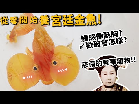 【從零開始養】宮廷金魚!乾隆慈禧的奢華寵物!金魚竟會走迷宮!【許伯簡芝】