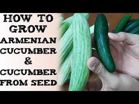 how to grow armenian cucumber and cucumber from seed