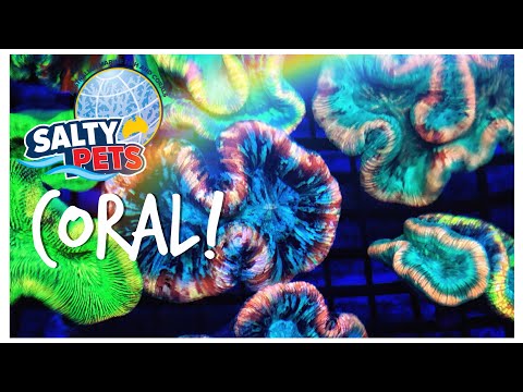 Salty Pets Coral Show Reel - ReefStock Teaser!