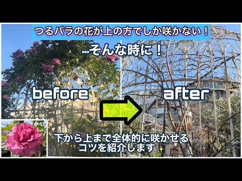 つるバラの花が上の方でしか咲かない！…そんな時に！下から上まで全体的に咲かせるコツを紹介します！　【バラの冬作業】